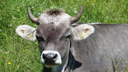 Naklejka premium Kühe, Kuh in den Bergen, Almwiese mit Rind in den Alpen