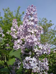 branch of lilac on background of blue sky