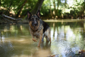 Un chien dans un cadre naturel extérieur en train de jouer avec de l'eau