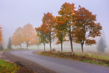 road winding through fog in autumn. beautiful fall scenery with trees in colorful foliage. amazing october weather in the morning. 