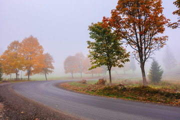 road winding through fog in autumn. beautiful fall scenery with trees in colorful foliage. amazing october weather in the morning. 