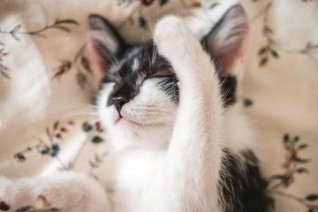Funny black and white tuxedo kitten lazily sleeping at the bed.