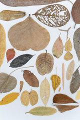 Dry leaves on white paper background