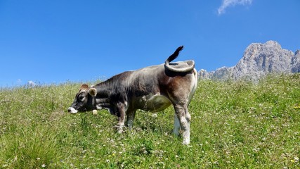 Kühe, Kuh in den Bergen, Almwiese mit Rind in den Alpen