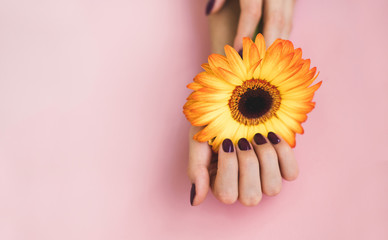 Female beautiful hands with purple manicure hold a yellow gerbera flower on pink paper background. Hand and nail care concept.