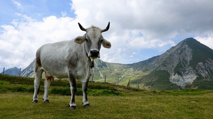 Fototapeta na wymiar Kühe, Kuh in den Bergen, Almwiese mit Rind in den Alpen