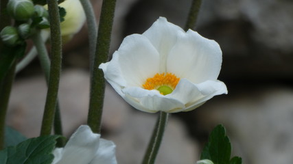 Fiore binco nel bosco