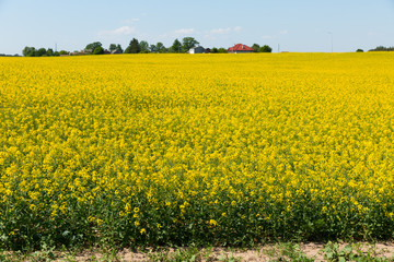 Flowering rape field with in the  landscape  in  Poland