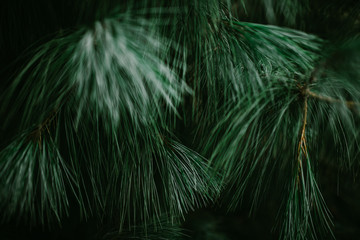 coniferous green abstract background. pine needles. conifer tree. pine background.