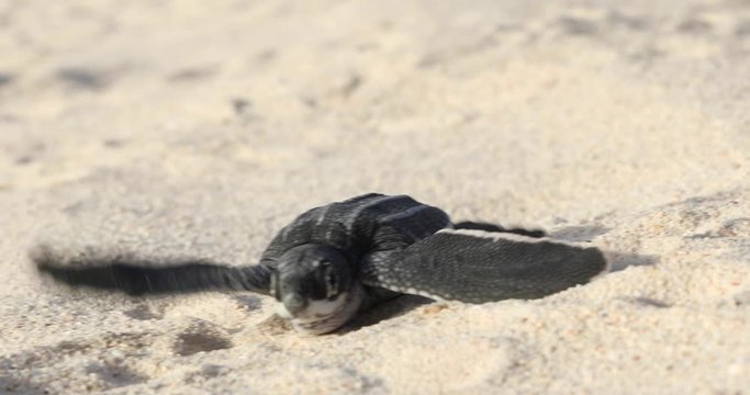 Baby turtles crawling on sand to water