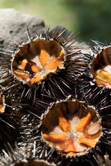 Fresh sea urchins, ricci di mare, on a rock, close up. A typical dish of Salento, Puglia, is eaten raw with bread, seafood background