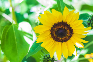 Yellow sunflower on green park background