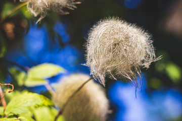 Dry fluffy flowers in the Park