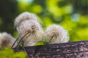 Dry fluffy flowers in the Park
