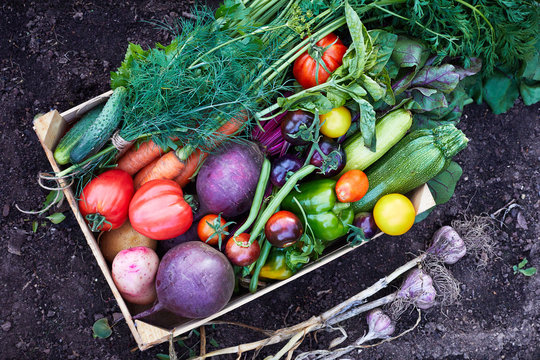 Variety of Fresh organic vegetables in the wooden box