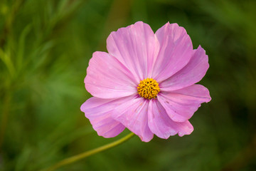 Fototapeta premium Violet flower on a sunny day against green natural background. Close-up