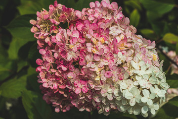 Hydrangea serrata in the city Park