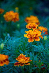 Orange with yellow flowers Chernobrivtsi, natural background, close-up.