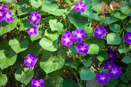Violet morning glory. Weaving flowers. Beautiful natural background of flowers and large leaves.