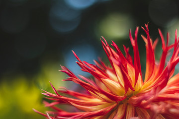 Red dahlias in the Park on a blurred background