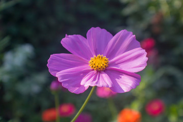 Violet flower on a sunny day against green natural background. Close-up