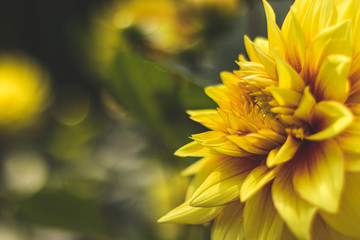 Yellow dahlias in the Park on a blurred background