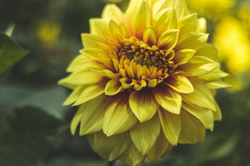 Yellow dahlias in the Park on a blurred background