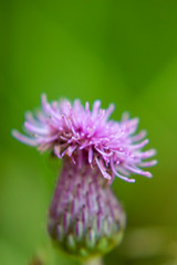 Curly purple thistle thistle on blurry background close-up. Selective focus