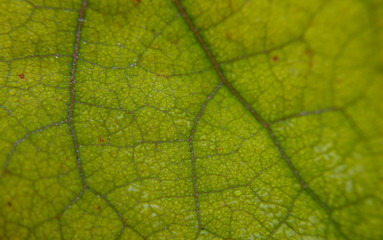 Close up, green leaf texture as green nature abstract background