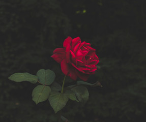 Red rose in a dark corner