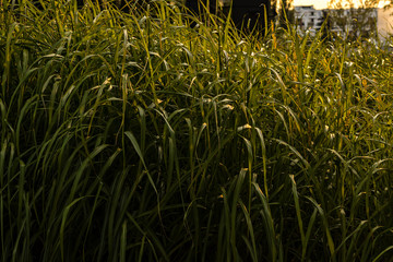 Green reeds at Golden sunset