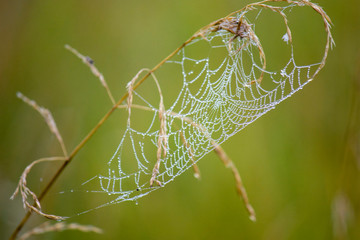 Close up of a spider web with drops of water after fog on a blurred natural background.