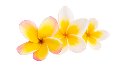 frangipani flowers isolated