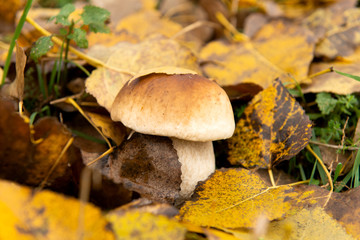 mushroom in autumn leaves on nature