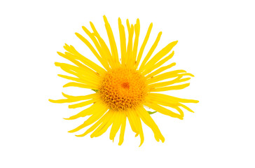inula flower isolated