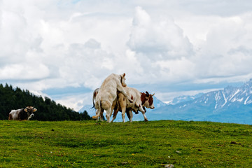 kühe bei der paarung