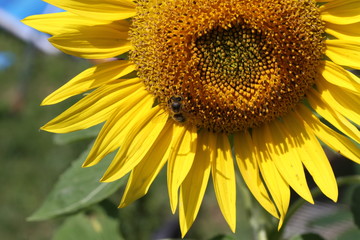 A bee sitting on a flower and collecting nectar