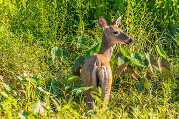 Deer walking through the wetlands