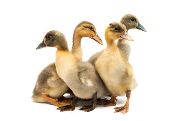 little geese isolated