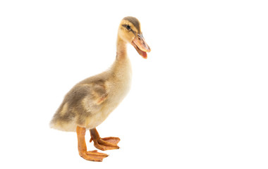 little geese isolated