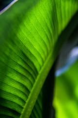 Banana leaf in sunlight.