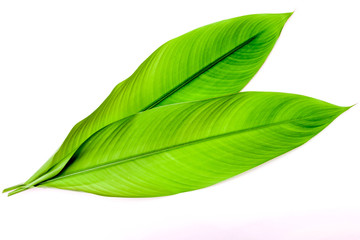 Obraz premium Green galangal leaves isolated on white background.