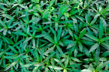 Obraz premium A huge amount of young Ornamental plants grow in a greenhouse in Thailand