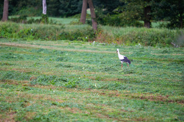 Obraz na płótnie Canvas Stork is collecting food in a field