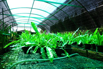 A huge amount of young Ornamental plants grow in a greenhouse in Thailand