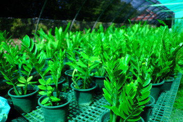 A huge amount of young Ornamental plants grow in a greenhouse in Thailand