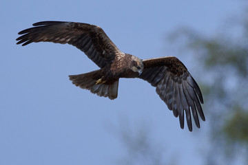 Western marsh harrier (Circus aeruginosus)