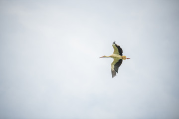 a stork flies past the sky  without blue sky