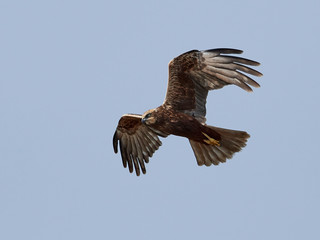 Western marsh harrier (Circus aeruginosus)