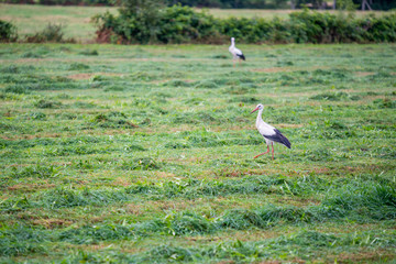 Stork is collecting food in  a field